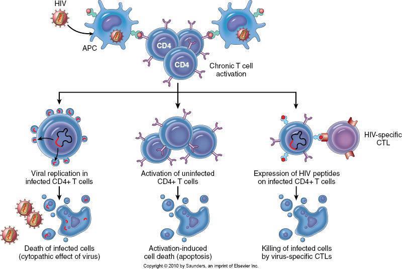 HIV enfeksiyonunda CD4 T