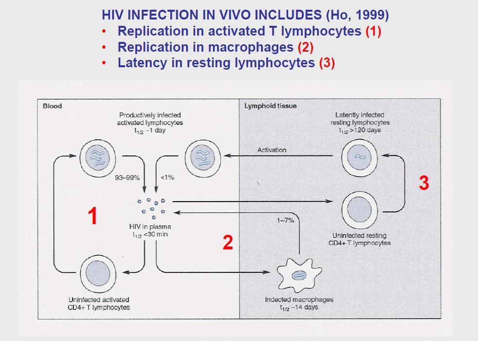 HIV infeksiyonunun viral dinamikleri 1. Aktive T lenfositlerde replikasyon 2. Makrofajlarda replikasyon 3.