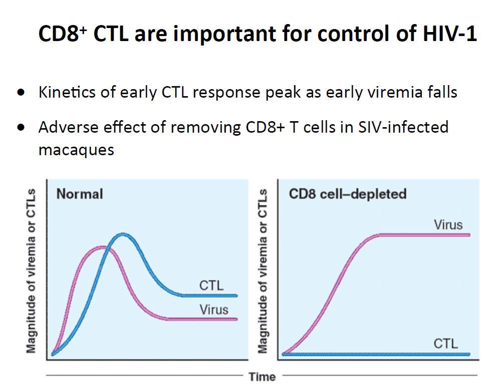 CD8 CTL HIV-1 in kontrolünde önemli Erken CTL yanıtı, erken