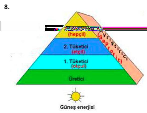 Yukarıda verilen besin piramidi ile ilgili; 1 Besin piramidi üretici canlı olan bitkiler, yosunlar ve bazı siyonabakteriler ile başlar.