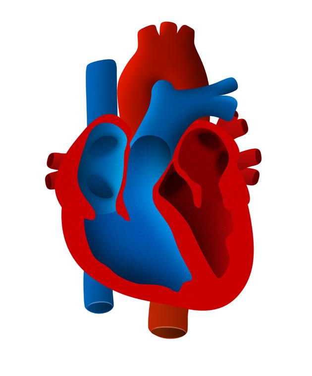 DOLAŞIM SİSTEMİ ETİNLİ - 2 Aşağıdaki kalp modelinde gösterilen kalbin bölümlerinin isimlerini ve bu bölümlerde bulunan kanın kirli kan ya da temiz kan olduğunu kutucukların içine yazınız.