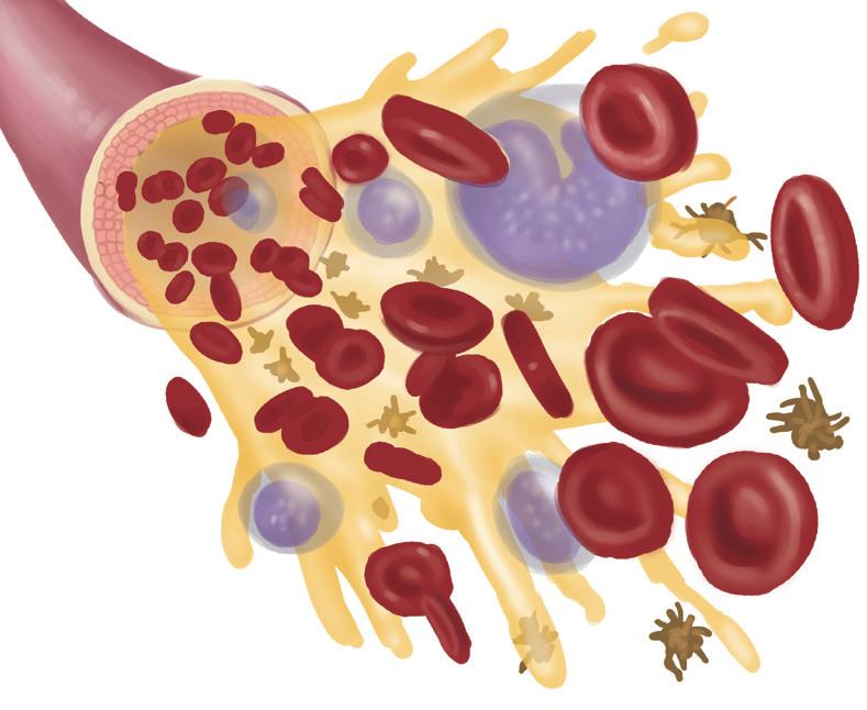 DOLAŞIM SİSTEMİ ETİNLİ - 5 Aşağıda kan hücrelerinin modeli ve bazı özellikleri verilmiştir.