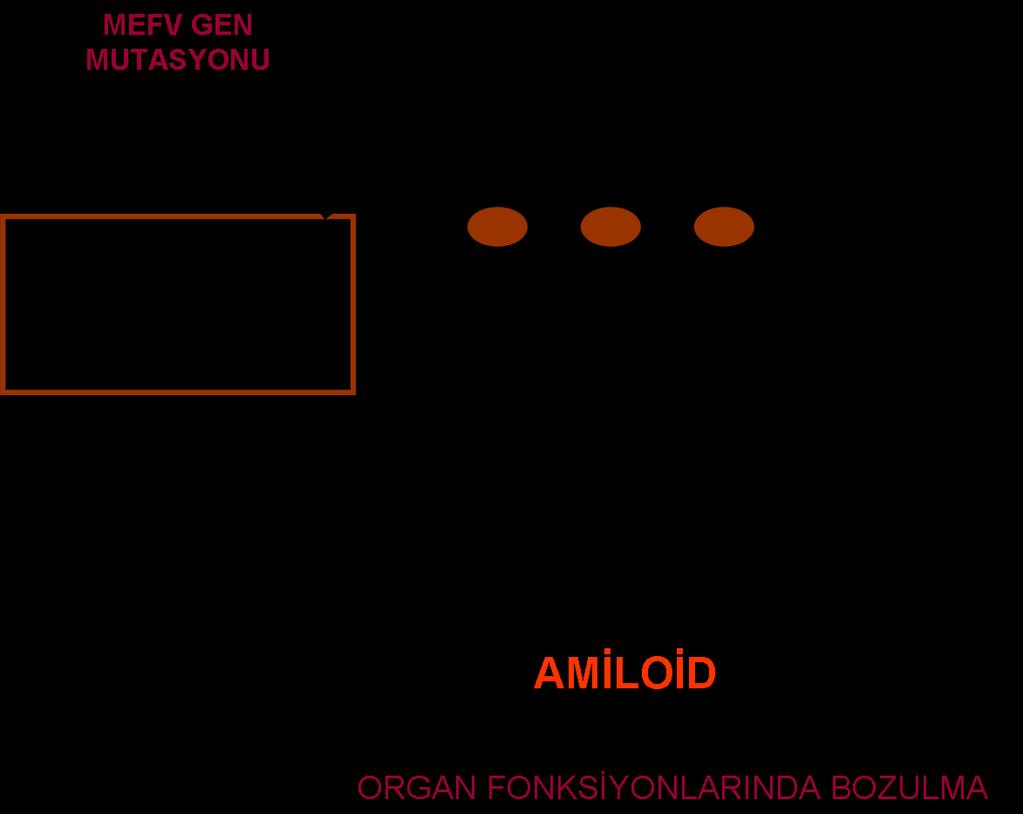 Amiloidozis AA tipi (sekonder amiloidoz)
