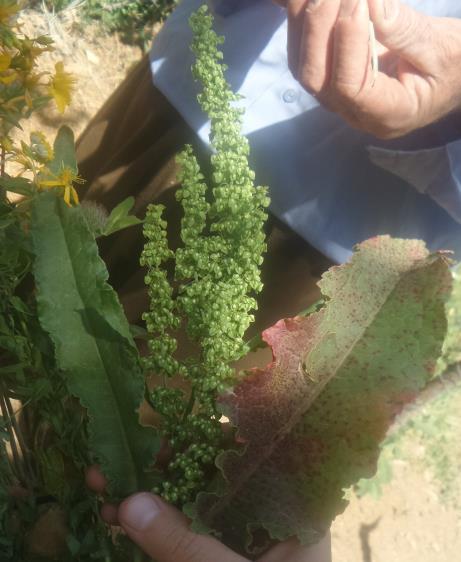 oocephalus) nin el ve ayaklarda oluşan çatlak ve yaralarda; diz sütleğeni (Euphorbia grisophylla) nin kanser hastalıklarında; afat (Gentiana olivieri) ın