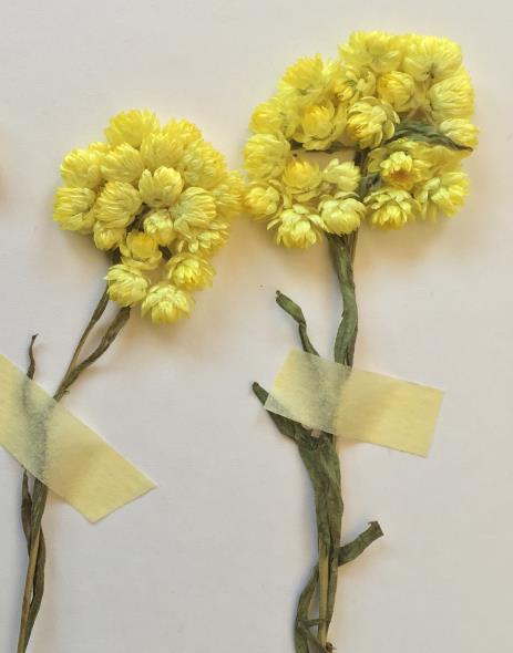 ] Altınbaş otu, yayla çiçeği [Helichrysum arenarium (L.) Moench] Oltu otu, papatya [Tanacetum oltense (Sosn.