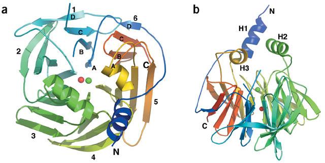 13 sonlanma noktalarıdır ve aktif bölgenin yapısının belirlenmesi, enzimin HDL ye bağlanması gibi kritik rollere sahiptir (Harel ve ark., 2004). PON1 sentezlendiğinde monomerik yapı şeklindedir.