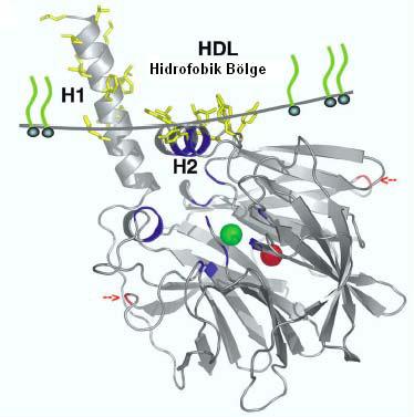 14 1.2.5. PON1 in HDL ye Bağlanması: Karaciğerde sentezlendikten sonra kana salınan PON1 ve PON 3, spesifik olarak HDL ye bağlanırlar.