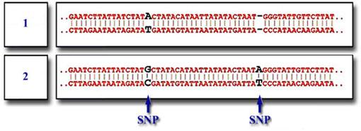 24 1.3.1.1. Tek Nükleotid Değişim (Single Nucleotide Polymorphism: SNP): İki eşdeğer DNA sekansındaki tek bir baz varyasyonudur. Tüm genetik varyasyonların %90 ını oluşturur.