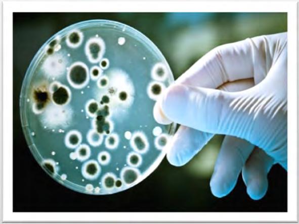 Mikrobiyoloji Analiz Laboratuvarı Gıda maddelerinin üretimi, tedarik zinciri ve tüketimine kadar geçen her aşamada hijyen koşullarının yeterince