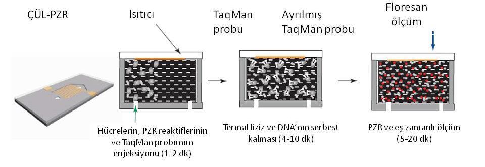 ÇÜL ve Polimeraz Zincir Reaksiyonu (PZR) PZR ve ÇÜL ün birlikte kullanıldığı mikroçiplerin hızlı ve hassas mikroorganizma tespiti yapabilen yöntemlerden olduğu bilinmektedir [6].