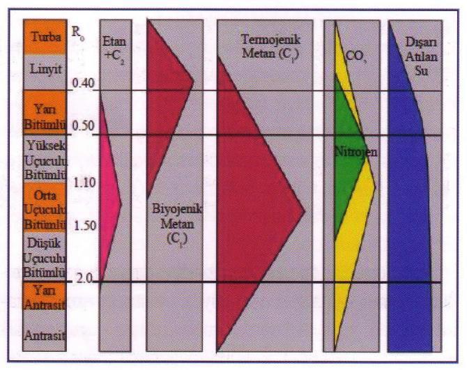 Kömür ve Metan Oluşumu (Arthur vd.