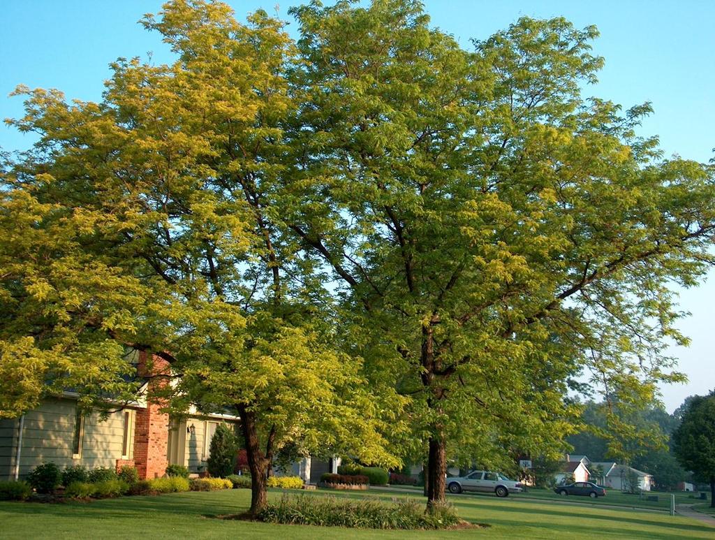 Cleveland USA Ağaçların Kentlerde Tasarım Elemanı Olarak Kullanılması Kent ölçeğinde, meydanlar, resmi ve kamu kuruluş bahçeleri, kampüsler, çatı bahçeleri, kıyısal alanlar, kent parkları gibi açık