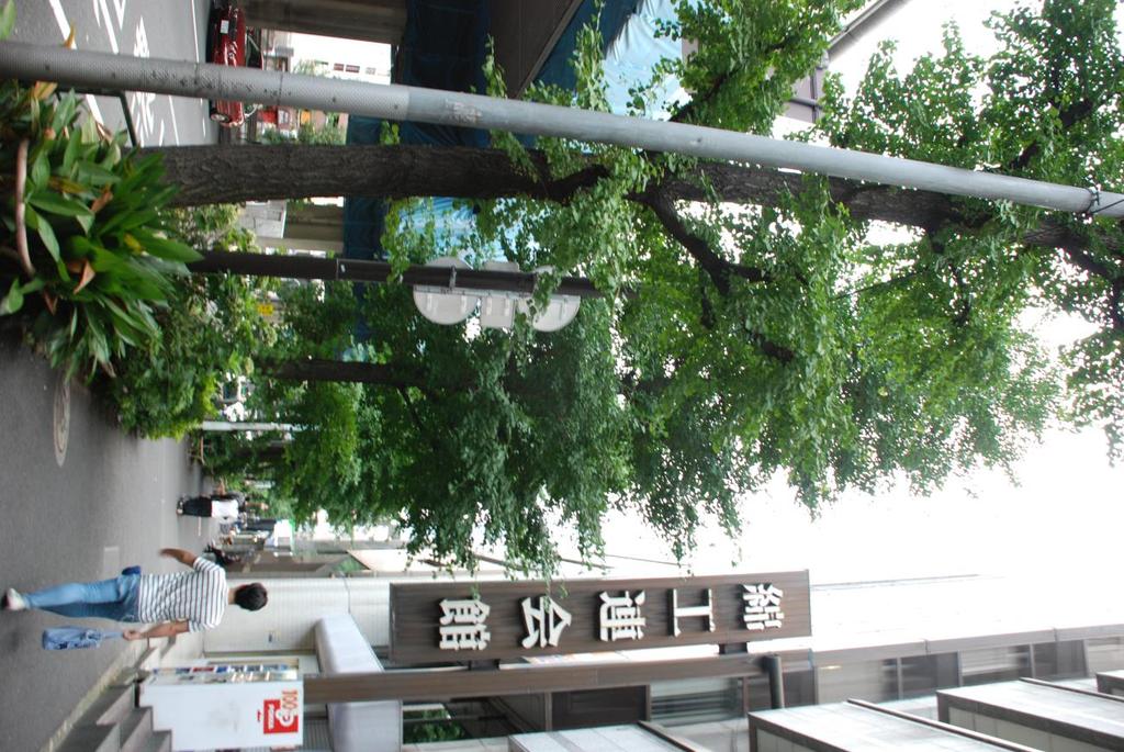 Yol ağaçlandırmasında kullanılan Gingko biloba Tokyo Tasarımda uygun bitki türlerinin seçimi, tasarımın başarısını önemli ölçüde etkilemektedir.