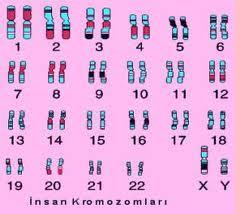 Kromozom, İnsanda 23 çift 46 kromozom, Son çift eşeysel,