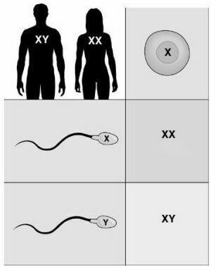 Spermlerin yarısı erkek yarısı dişidir (X ve Y kromozomları) Erkek sperm sadece dişi olan yumurtayı döllerse çocuğun CİNSİYETİ