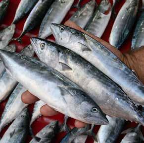 Yasadışı avcılık, çevre kirliliği ve küçük balıkların avlanması Marmara Denizi ndeki balık türlerinin ve miktarının azalmasına neden oluyor. İstanbul Üniversitesi Su Ürünleri Fakültesi nden Prof. Dr.
