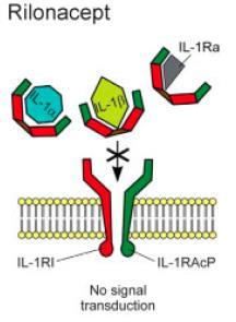 Mekanizma IL-1α, IL-1β IL-1α,