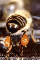 ARILARIN VƏRƏMUM TOPLAMA FƏALİYYƏTLƏRİ Vərəmumu ən çox toplayan arılar Sarı Qafqaz arılarıdır.