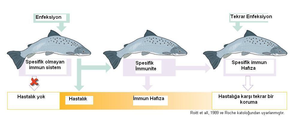 Memelilerdekinin aksine balıklarda bağışıklık sisteminin en önemli kısmını spesifik olmayan bağışıklık oluşturur.