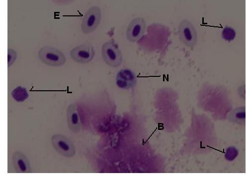 Şekil 4.18. May Grünwald- Giemsa boyamada tespit edilen kan hücreleri E: Eritrosit, L: Lenfosit, N: Nötrofil, B: Boya kalıntısı 4.7.