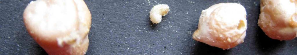 Nohut üzerine konulan yumurtalar bırakıldıklarında şeffaf sarımsı renkte olup, gelişen embriyo larva olarak yumurtadan çıktığında doğrudan yumurtanın nohuda temas ettiği yüzeyden çıkarak hemen