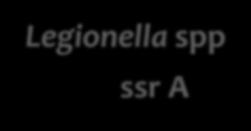 -GGTCATCGTTTGCATTTATATTTA -3 FAM-5 -ACGTGGGTTGCAA -3 -BHQ-1 mip 5 -TTGTCTTATAGCATTGGTGCCG -3