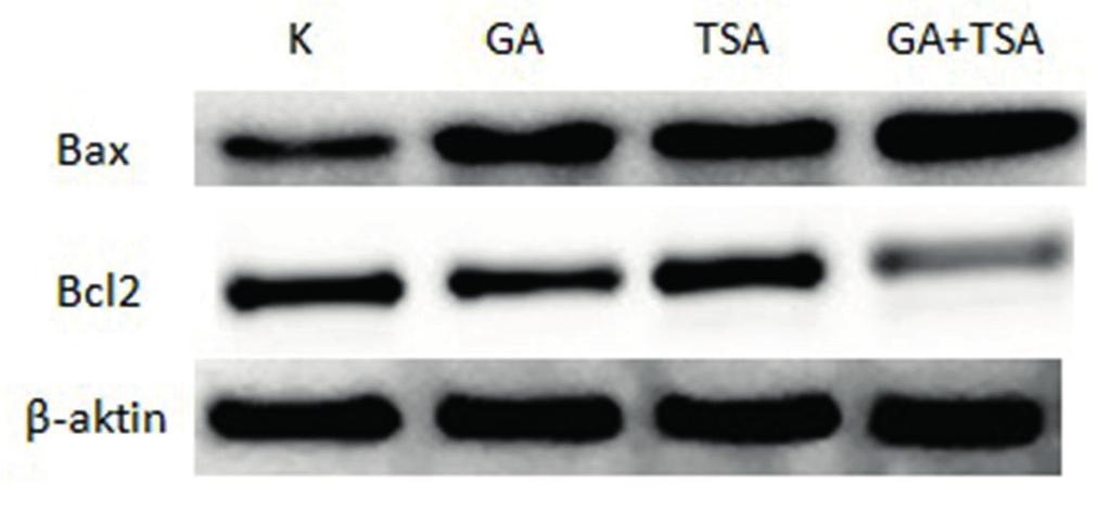 Hedef genlerin ifade düzeyleri GAPDH mrna ifade düzeyi temel alınarak normalize edildi,*; p<0,01. Şekil 2B: GA, TSA ve GA+TSA ile inkübasyonu sonrasında Kaspaz-3 protein düzeyindeki değişimler.
