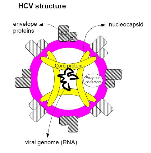 HCV replikasyonu Viral RNA sitoplazmaya salınır ve mrna olarak görev yapar Poliproteinin translasyonu gerçekleşir.