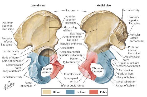 ġekil 1: Ġnnominate kemik anatomisi (21) Kalça kapsamı içine anatomik olarak pelvis ve her iki tarafındaki asetabulum, asetabulum ile eklemleģen femur baģı ve bunun devamı olan femur cismi trokanter