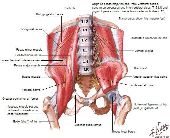 ġekil 7: Ġliak bölge kasları (21) B) Kalça dorsal kasları Gluteus maksimus kası: Kuvvetli kaba demetler halinde bir kastır. Gluteal bölgenin yüzeyel yapısını oluģturur.