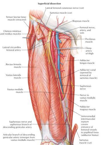 Femoral Sinir: L2,3,4 sinir köklerinin arka bölümlerinin birleģmesi ile oluģur. Femoral arterin lateralinde yer alır.