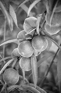 Tekst 11 Şeftali Şeftali (Prunus persica), gülgiller (Rosaceae) familyasından bir yaz meyvesi. Bol sulu ve tatlıdır. Sıcak iklimi seven bir bitkidir. Genellikle 30 yıl yaşar.