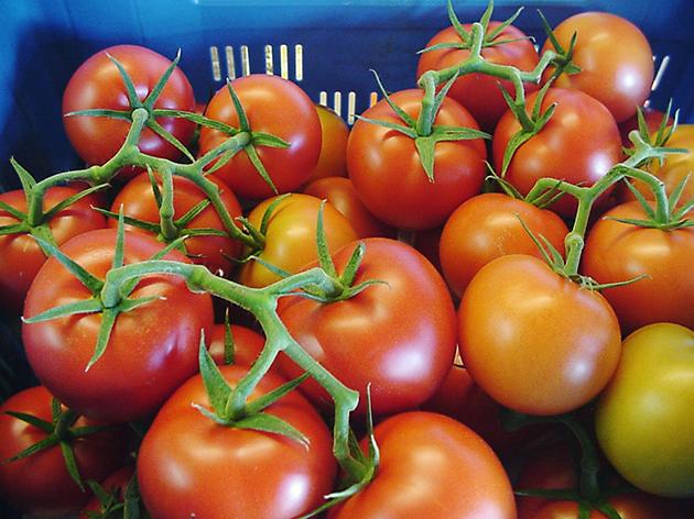 Tekst 5 Ereğli den Avrupa ya sırık domates ihracatı Konya nın Ereğli ilçesinde, normalde dekardan en fazla 8 ton verim alan çiftçiler, bu yıl ilk kez denedikleri melez sırık domates çeşidinde 20 ton
