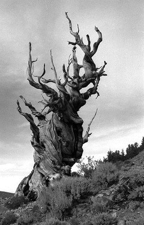 Abarkuh Eski bir İran inanışına göre Zerdüşt, gökten yeryüzüne inerken beraberinde bir selvi ağacı da getirmiş.