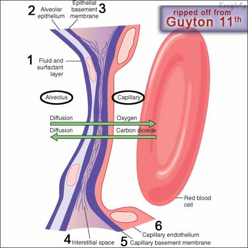 Solunum Membranı Solunum membranı: 1) Alveol içini