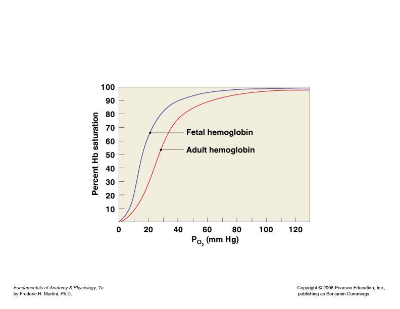 Fötal ve erişkin Hb in O 2
