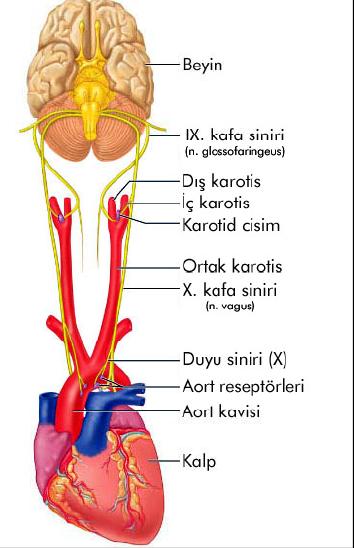 Kemoreseptörler Santral: Medulla oblangata (Beyin omurilik sıvısındaki H + konsantrasyonuna duyarlı) Periferal
