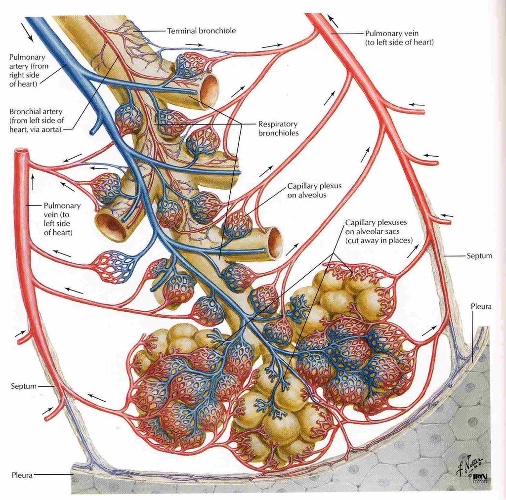 Hava Yolları Alveoller, akciğer kapilleri ile sarılıdır İnsanda yaklaşık 300