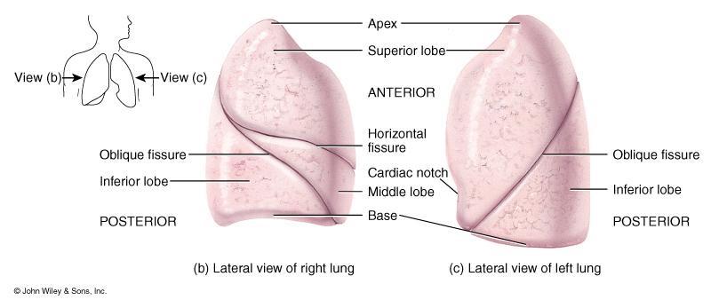 Akciğerler Sağ akciğer: 3 lob (Superior, orta ve inferior loblar) Sağ akciğerde horizontal ve oblik yarık (fissur)