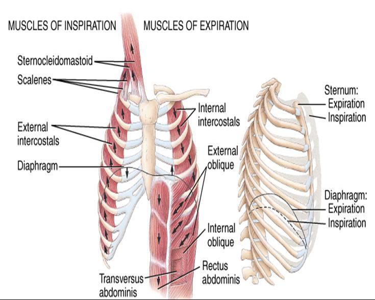 Akciğerlerin genişlemesi ve daralması 1) Diyaframın aşağı ve yukarı hareketleri (göğüs boşluğunu dikine doğru uzatan