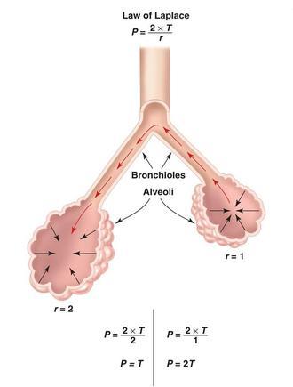 Alveol Boyutu ve Surfaktanın Akciğeri