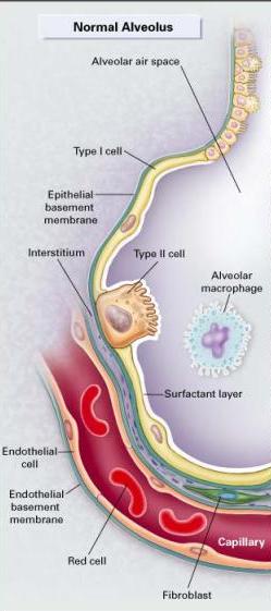Yüzey gerilimi ve sürfaktan Sürfaktan suyun yüzey gerilimini azaltarak alveollerin kollabe olmasını (büzüşmesini) engeller