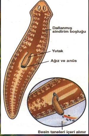 SİNDİRİM SİSTEMLERİ Yassı solucanlar: Eksik sindirim sistemi = Ağız ve anüs görevi gören tek açıklık Gastrovasküler boşluk çok fazla dallanma yapar Sindirim ve emilimi