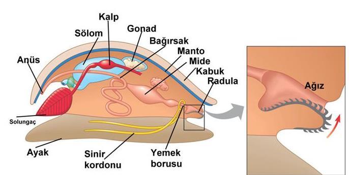 SİNDİRİM SİSTEMLERİ Yumuşakçalar: Yumuşakçalarda sindirim solucanlara göre biraz daha gelişmiştir. Ağızlarında dişli bir dil (radula) bulunur. Radula mekanik sindirim sağlar.