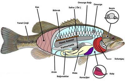 SİNDİRİM SİSTEMLERİ-Omurgalılar Balıklar: Balıklarda sindirim sistemi, düz bir kanal sistemi şeklindedir.
