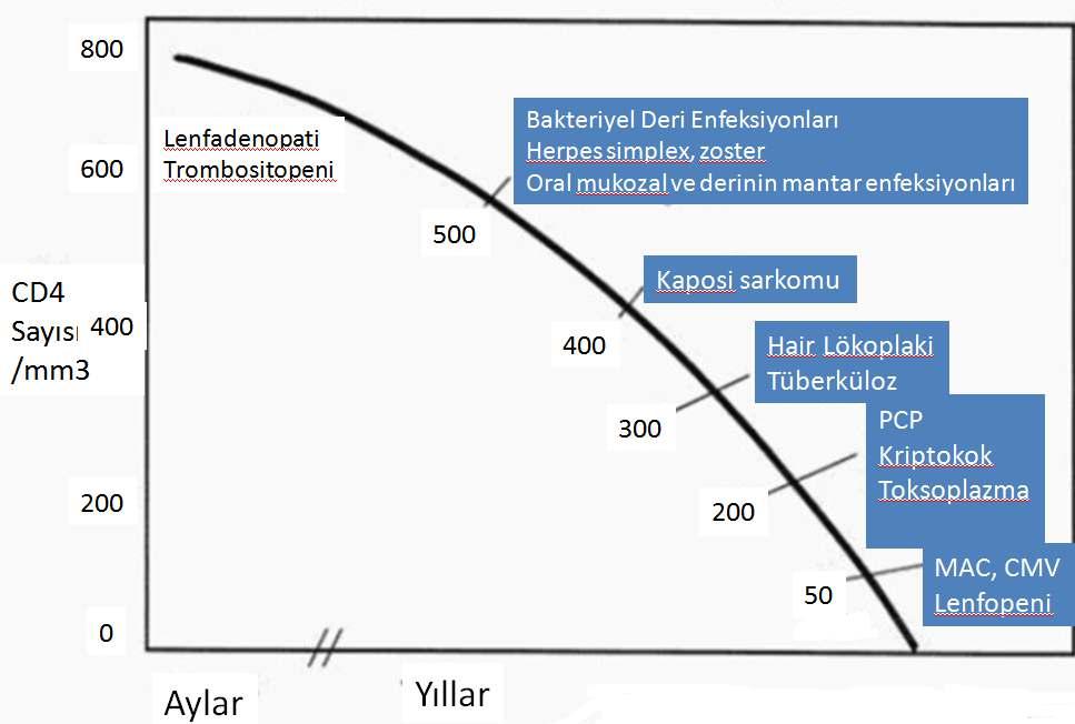 Fırsatçı