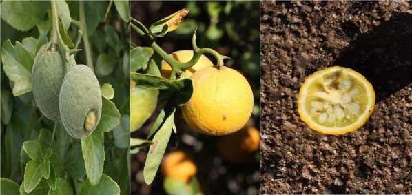 Acı ve küçük olan her bir meyvesi ortalama 30 tohum üreten (Nesom, 2014) üç yaprakçıklı turunç tohumları genel olarak