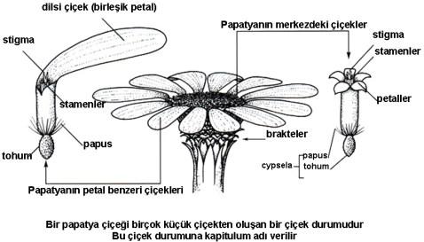 Mayıs ayında çiçek açar. 20-30 cm boyunda, tek yıllık bitki Matricaria chamomillae L.