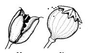 zigomorf, yaprak koltuğunda tek başına, bazan rasemoz durumunda Kaliks 4-5, gamosepal Korolla gamopetal, 4-5 dişli, bilabiat, alt dudak daha iyi gelişmiştir.