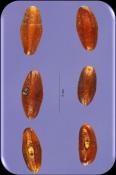 Yurdumuz dahil Akdeniz bölgesinde Plantaginis ovatae semen (PhE) yetişir. Tohumları müsilaj taşır.